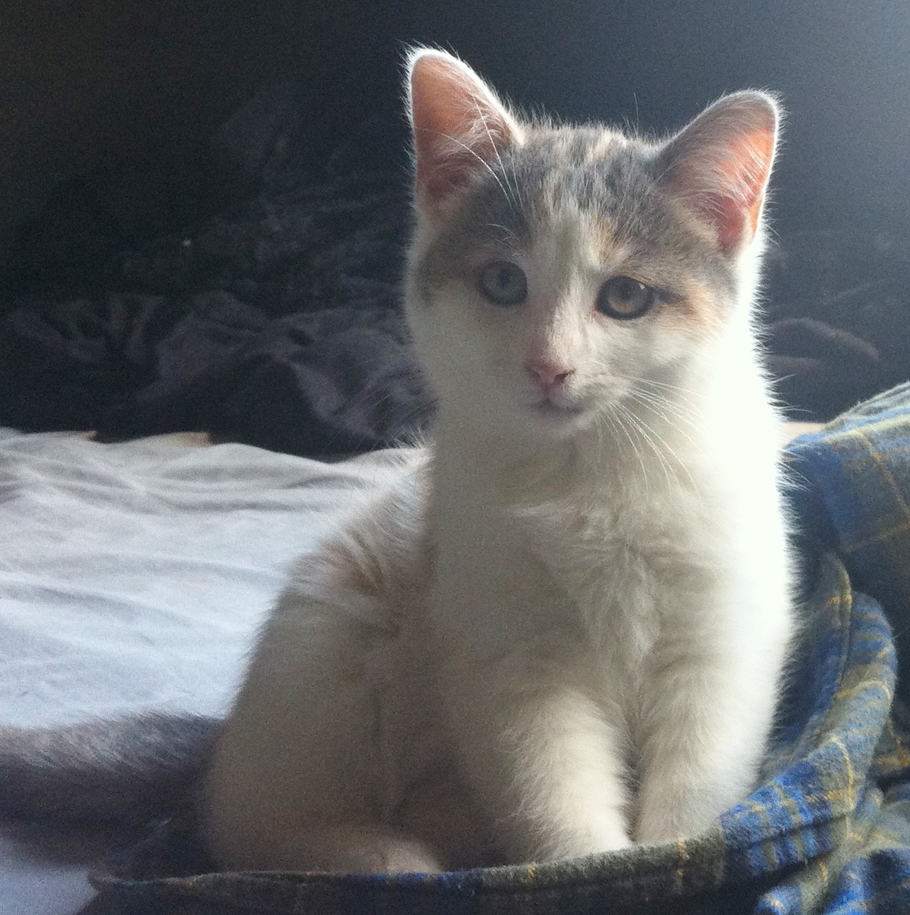 Meet Cleo A Baby Cat  Who Needs A Home windsoriteDOTca 