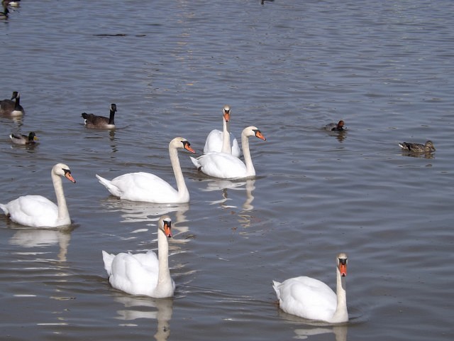 Geese at Lakeview Park Marina by Zina Plantus