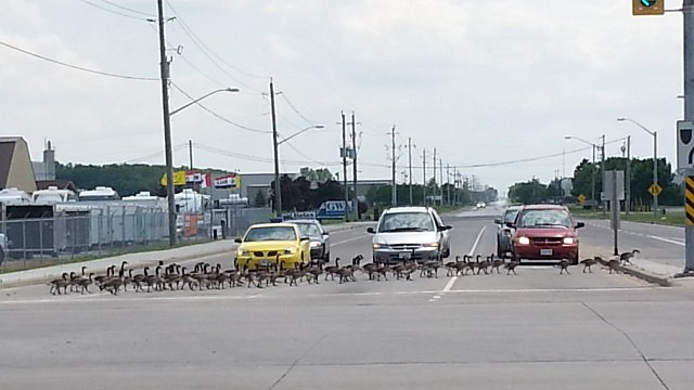 goose crossing.  Snapped this photo at Patillo and 22 on fathers day.  By Andrea Bodchon