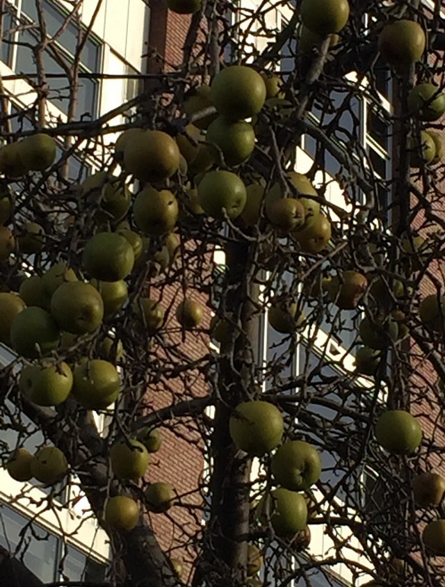 A fruit tree at the parking lot - Argyle and Wyandotte - has no leaves left but lots of apples. Imagine ! on the 6th of January!  Sent in by J Walker
