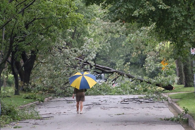 A person with an umbrella walks to inspect a large branch that landed across California Avenue on Tuesday August 19th, 2014