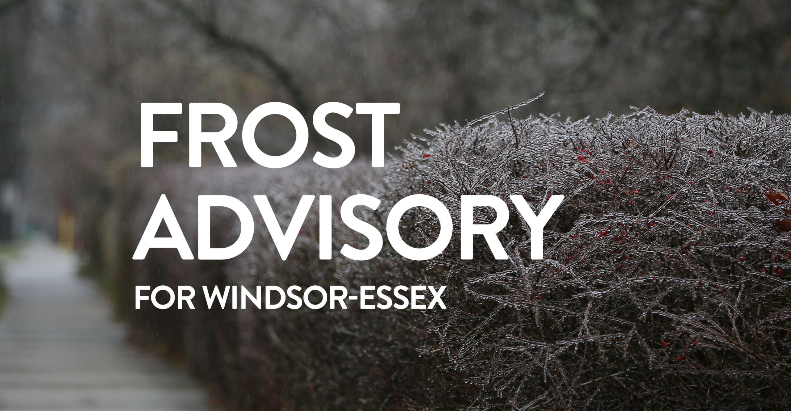 Frost Advisory In Effect | windsoriteDOTca News - windsor ontario's