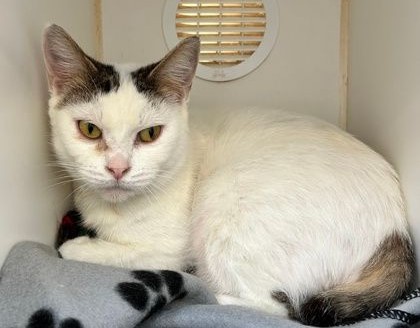 Pet OF The Week: Meet Evangeline, A Feline Who Embodies The Spirit Of Independence | windsoriteDOTca News