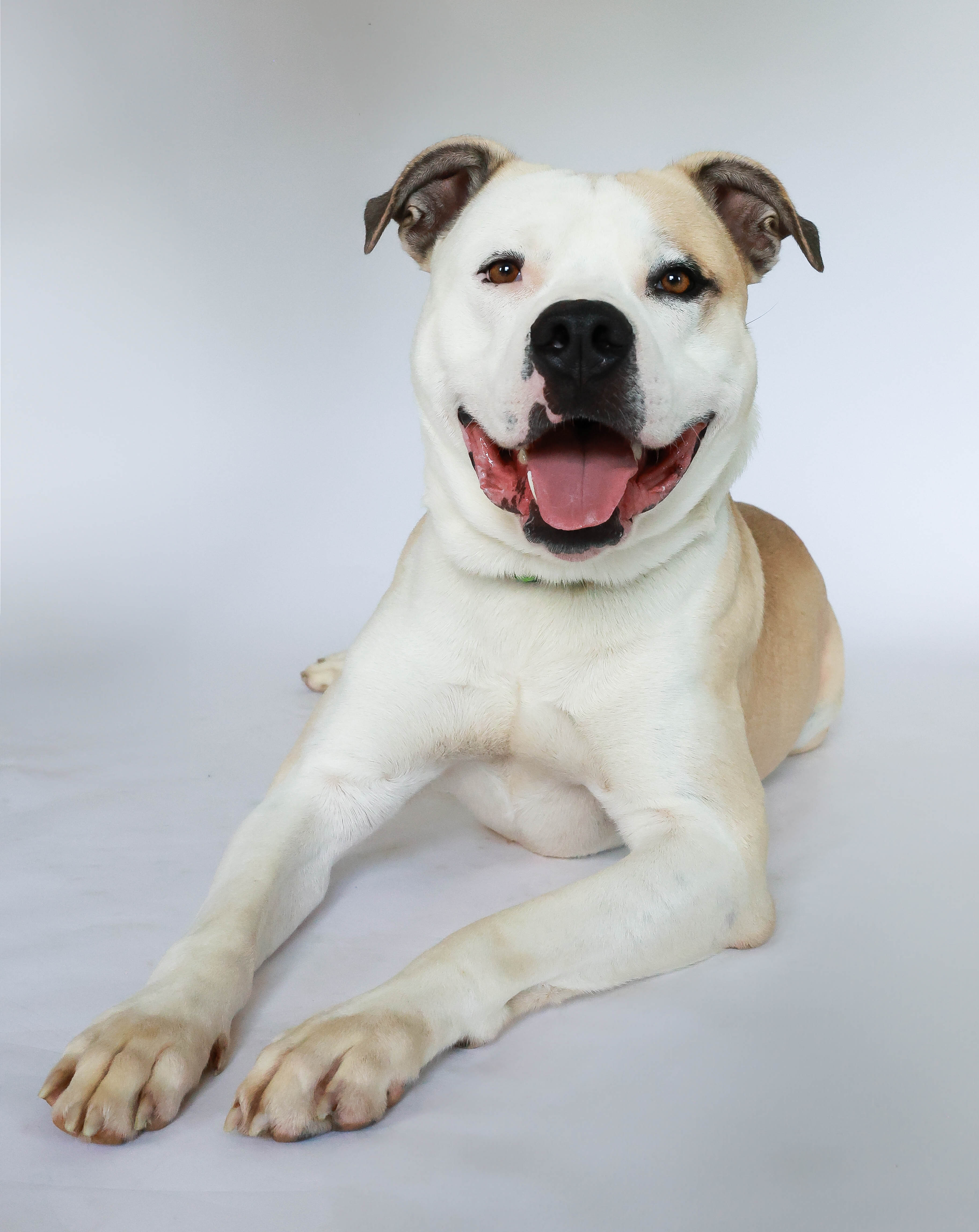 Pet Of The Week: Meet Thor | windsoriteDOTca News